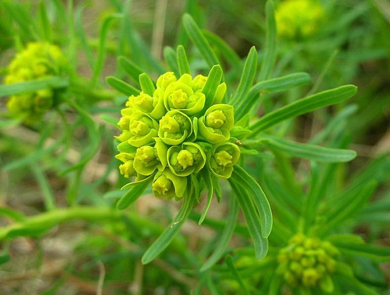 Euphorbia cyparissias / Euforbia cipressina